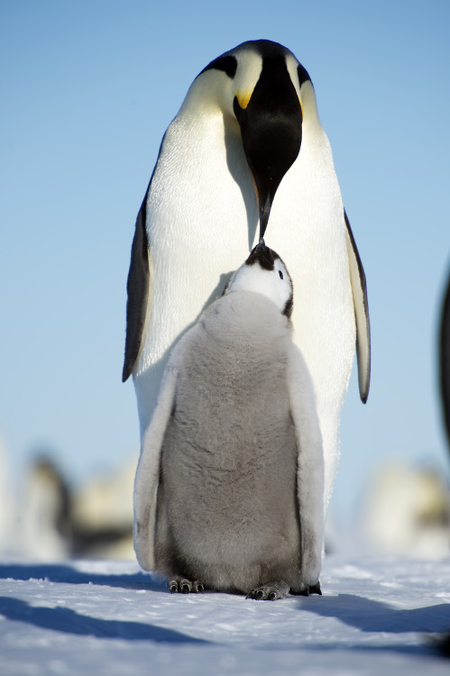 How peckish penguins find their food Animals have used the same technique to search for food that’s 