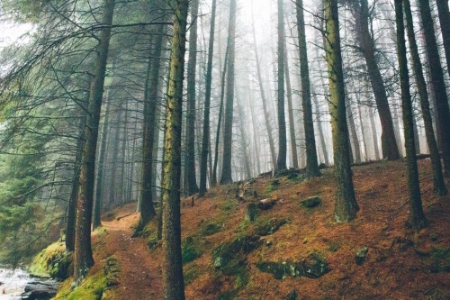 dpcphotography:Into the woods ☁️🍂