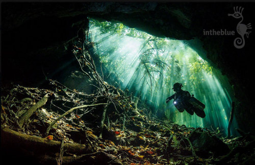 Sex bobbycaputo:  The British Underwater Photography pictures