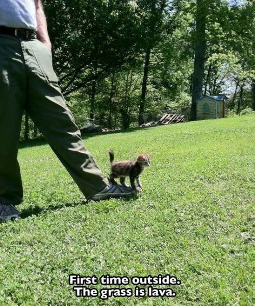 pleatedjeans:21 Perfect Cat Reactions to Going Outside for the First Time