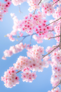 atraversso:  Sakura - By Hsiao-Tse Chung