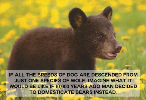 thatonecubjon:  pastel-yuri:My dog has no idea that whales exist  can i have a domesticated bear???