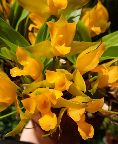 orchid-a-day:  Lycaste aromaticaSyn.: Maxillaria aromatica; Colax aromaticus; Selbyana aromatica; et al.June 13, 2020 