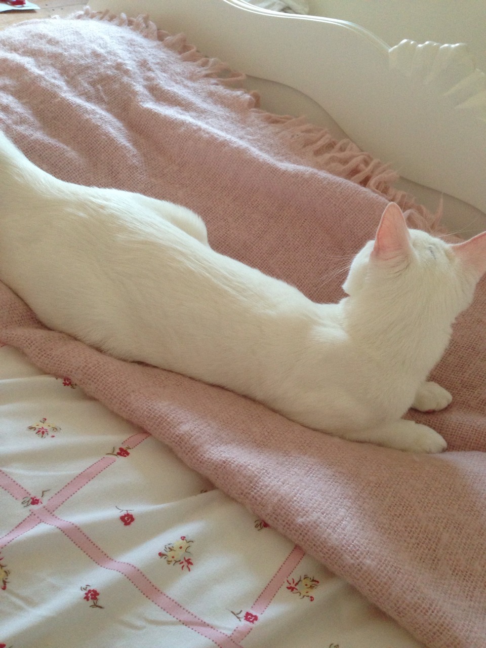 dollykitten:  New white French style furniture put in my bedroom today - kitten likes