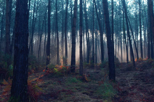 seignosse reflets de soleil au petit matin foret landaise by Duha Patrick