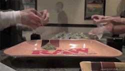 marihuanalegal:  weedporndaily:  rolling 29 strains and hash into a giant… http://ift.tt/1qtUwfI