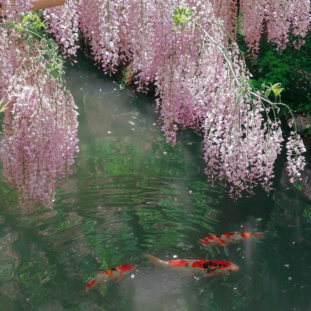 quiet-nymph:    Photography by Kohei Yamaguchi   