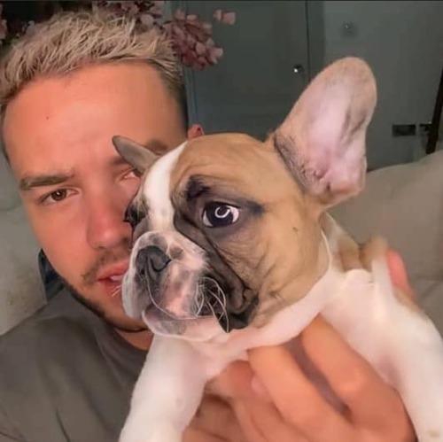 justapayneaway:Liam and Scooby: The most iconic puppies ever 