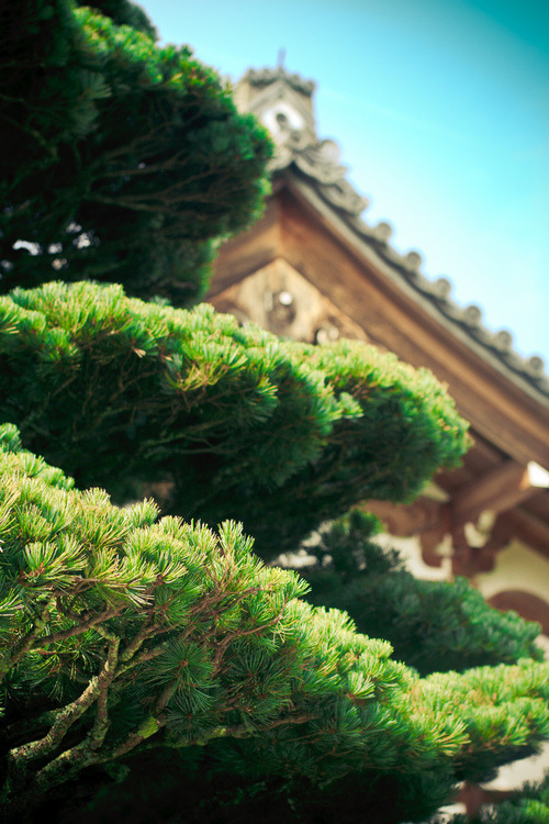 holograph:  フォロー Vertical Blog  