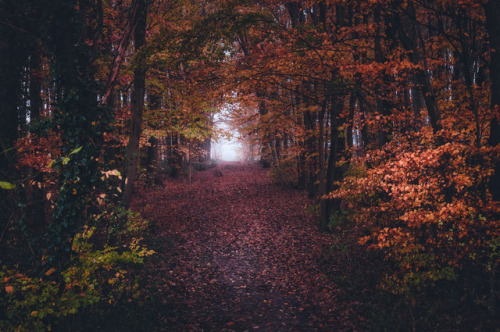 pixelcoder: Nature Path - German Woodlands - December 2k17 Prints  | Instagram