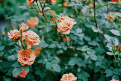 floralls:  (by kumi /) 
