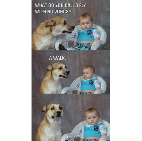 babyanimalgifs: Classic dogs memes