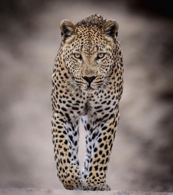 beautiful-wildlife: Leopard by © pravirpatel