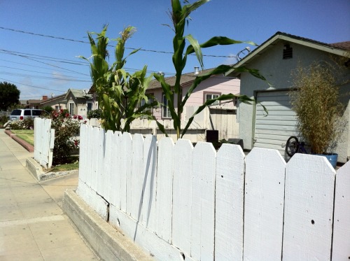 thinkmexican:  Mexicans Continue Corn Planting Tradition  Throughout the Eastside of Salinas, and many other Mexican communities in the United States, the tradition of planting corn continues. Whether it’s a small milpa in the backyard or a couple of