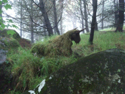 sixpenceee:  This old tree stump has moss