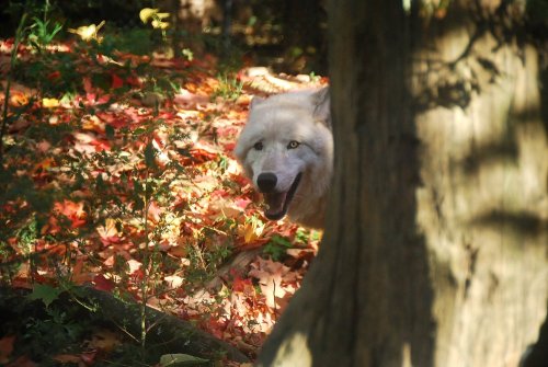 kittje:Photos I took of the gorgeous wolves at Turtle Back Zoo, West Orange, New Jersey