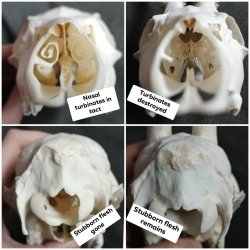 Porn photo prettydeadstuff:Comparisons between two roe