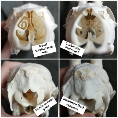 XXX prettydeadstuff:Comparisons between two roe photo