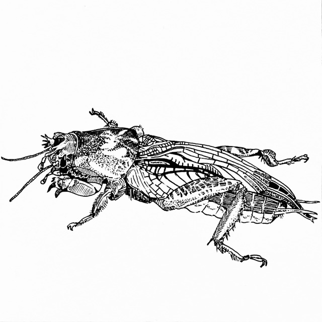 Mole cricket. Ink on paper. 