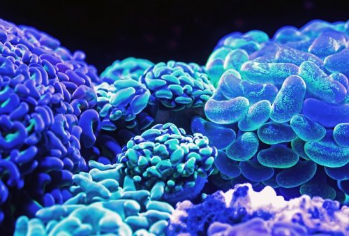 A close up photo of luminescent corals at the Cairns aquarium.