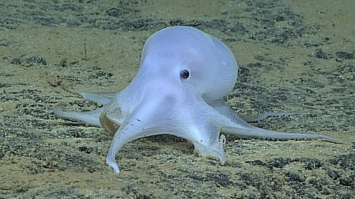 queennati: end0skeletal: 1. Coconut Octopus (Amphioctopus marginatus)2. Blue-ringed Octopus (ge