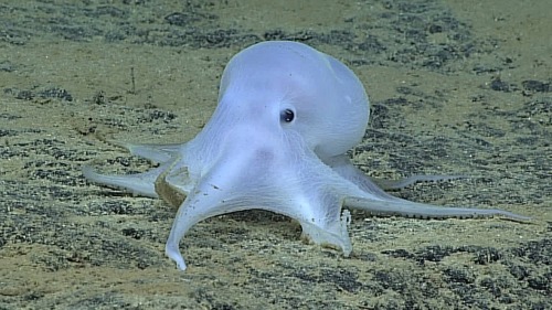 end0skeletal:1. Coconut Octopus (Amphioctopus marginatus)2. Blue-ringed Octopus (genus Hapalochlaena