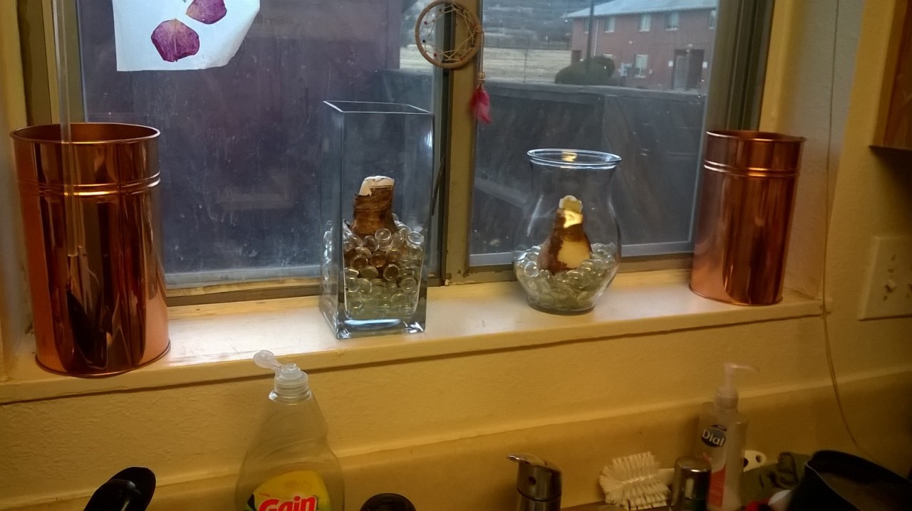 Can’t beat half off amaryllis bulbs! I’ve never forced bulbs in vases before