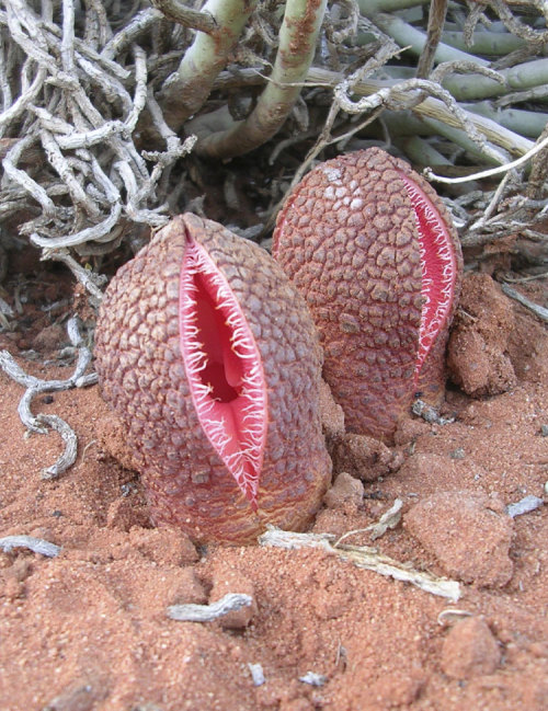 antiblossom:This is a Hydnora Africana plant.The plant grows underground, except for a fleshy flower