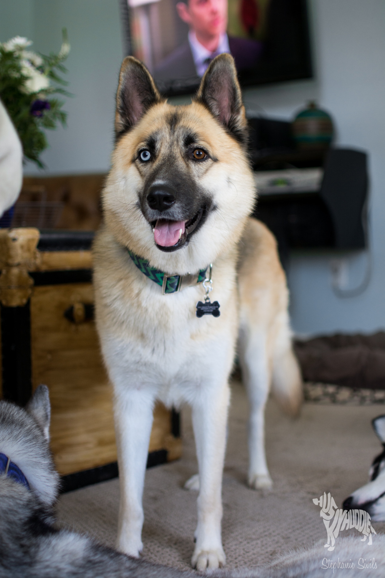 oliveramy:  huskyhuddle:  Noodle smile c:  Noods on my dash again. Ugh. How disgusting…I
