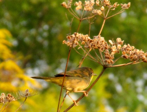 Female or immature common yellowthroat. Noisy little things!