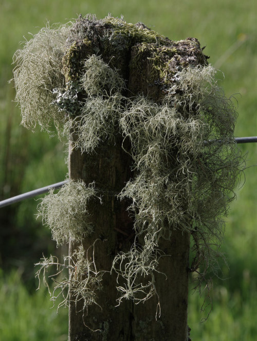 Lichen (Usnea Spp.) Pompoms #FencepostOfTheWeek