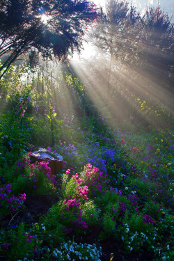 mitlas:  sun rays (by Rebecca Tifft) 