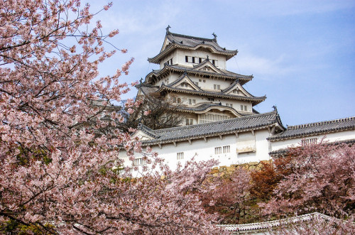 minuga-hana:Himeji Castle with cherry blossom by stevenjamesmartin