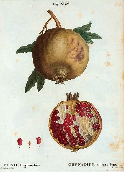 petitepointplace:Because of the multitude of seeds found within the pomegranate it is regarded by ma