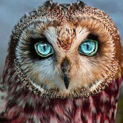 castigorosa:#Owl 
