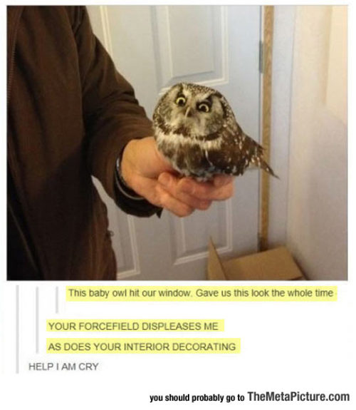 zferolie's tumblr