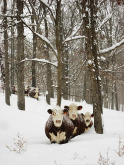 rainandsheep:  Herefords in the Snow | Matthew