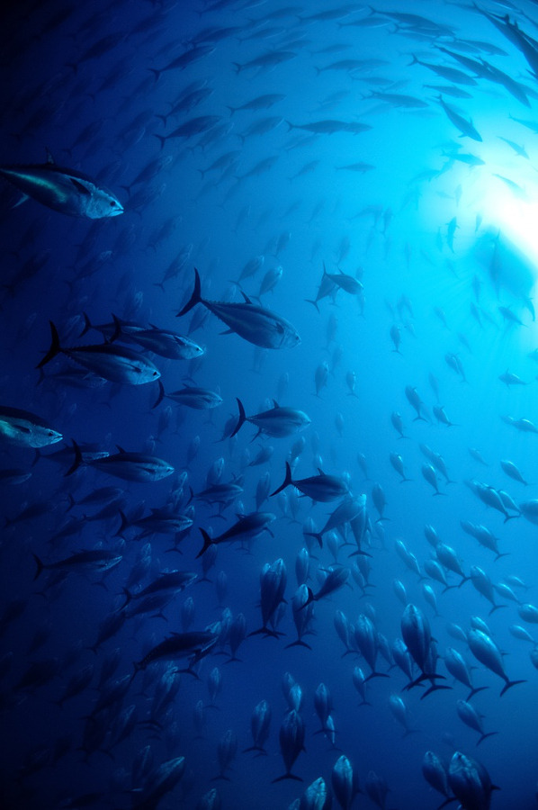 ponderation:  Rush Hour by Nigel  Wade