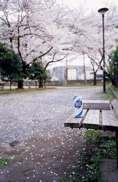 japan-overload: Sakura,Toshima 2-chome,Kita-ku(桜，豊島2丁目，北区) by Kinhaku