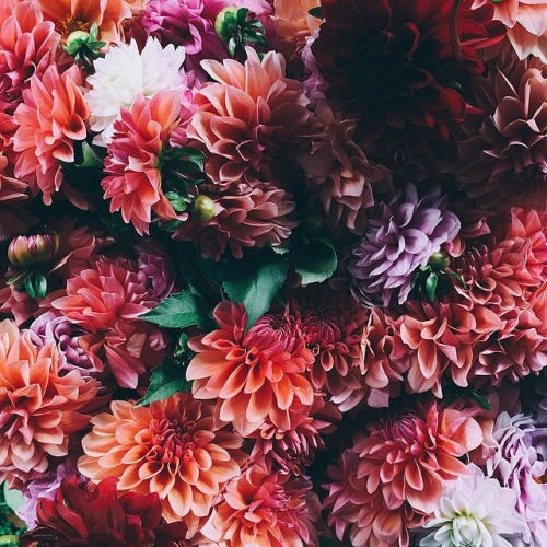 oldfarmhouse:“Sunday’s are for baking & pretty flowers. Here are some pretty dahlias~Have a gorg