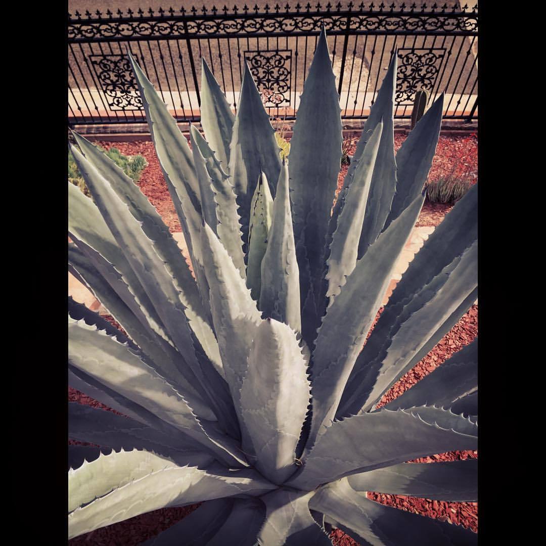 #mezcal #azul #mexicano #familiaperez #cactus  (at Anaheim Hills Orange County, Los