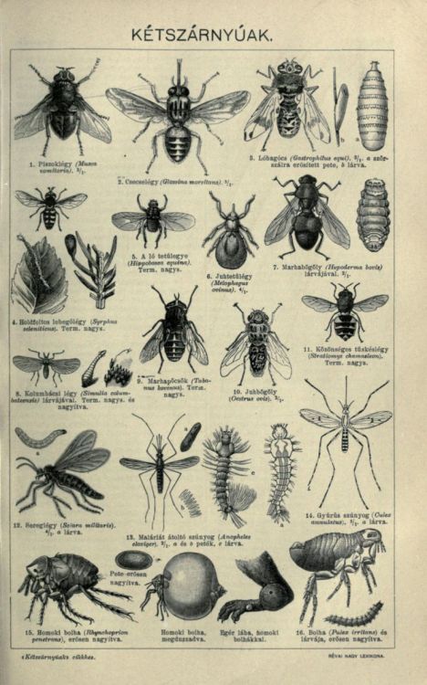 Porn nemfrog:  A page of insects found in a Hungarian photos