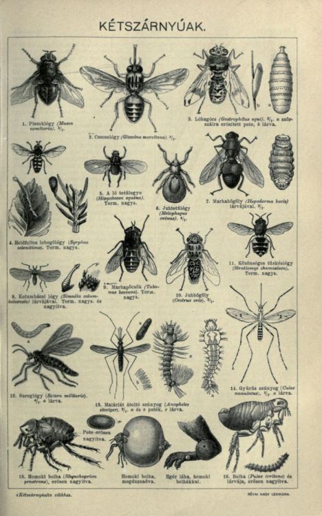 nemfrog:  A page of insects found in a Hungarian encyclopedia. Révai nagy lexikona; az ismeretek enciklopédiája. 1911.