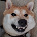 kyuubi-the-shiba:Herro yes I like to annoy porn pictures