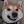 Porn kyuubi-the-shiba:Herro yes I like to annoy photos