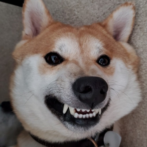 kyuubi-the-shiba:Herro yes I like to annoy