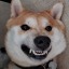 kyuubi-the-shiba:Stahp takin pic of me 😡 adult photos
