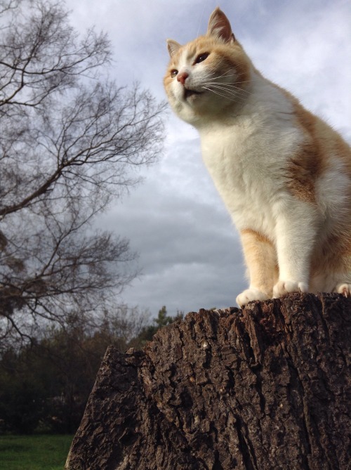 unflatteringcatselfies: This is Gingee, sometimes he is a golden prince and sometimes he is a dork