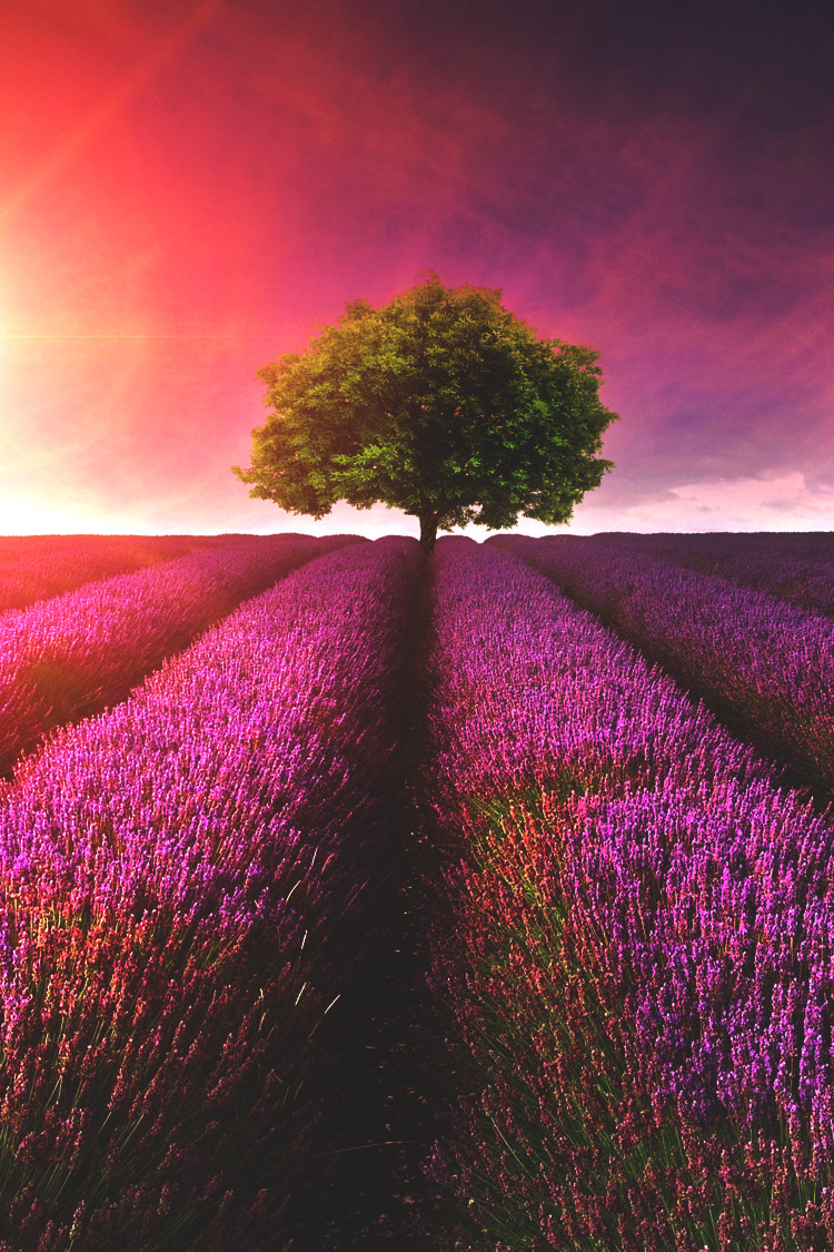 wavemotions:  Stunning lavender field