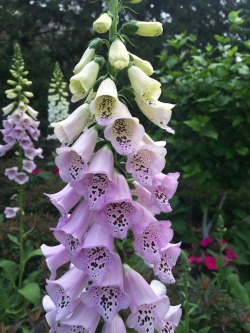 yetisnaps:
“Foxgloves in bloom at the Missouri Botanical Garden.
”